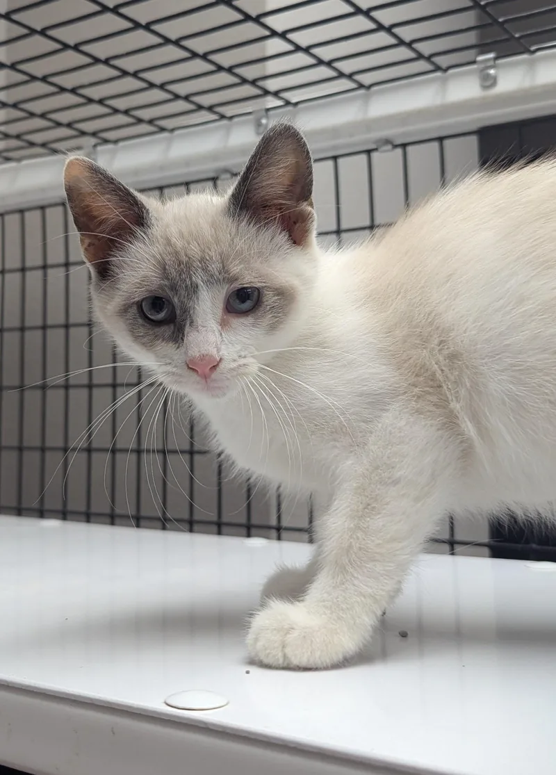 A baby medium-sized female Domestic Short Hair cat named Mande for adoption in Oconto, WI