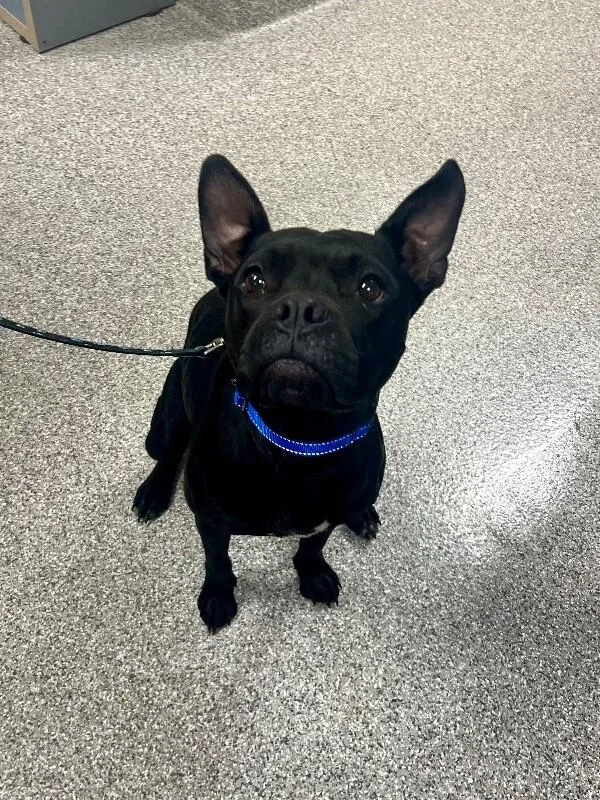 A young medium-sized female Black Boxer dog named Dottie for adoption in Georgetown, OH