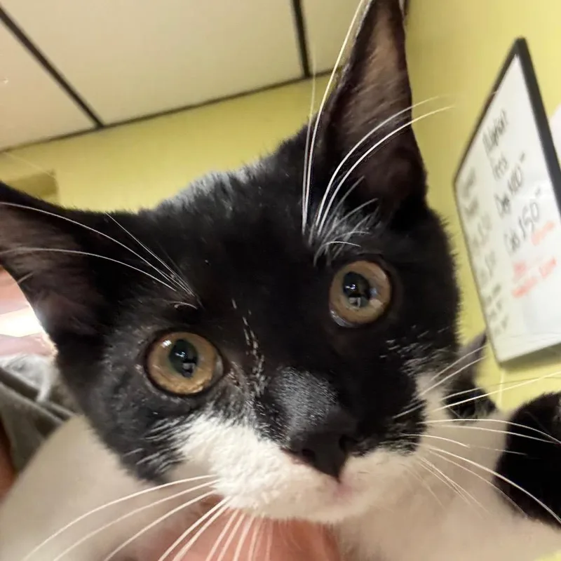 A baby small-sized male Black Domestic Short Hair cat named Bondclat for adoption in Corbin, KY