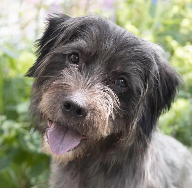 An adult medium-sized male Gray / Blue / Silver American Staffordshire Terrier dog named Buck for adoption in Chicago, IL