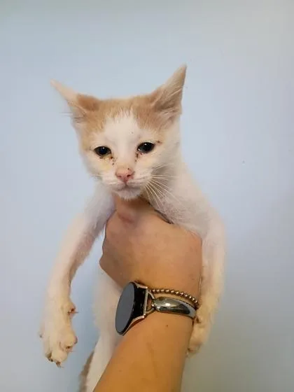 A young small-sized male Domestic Short Hair cat named Purrzilla for adoption in Beatrice, NE