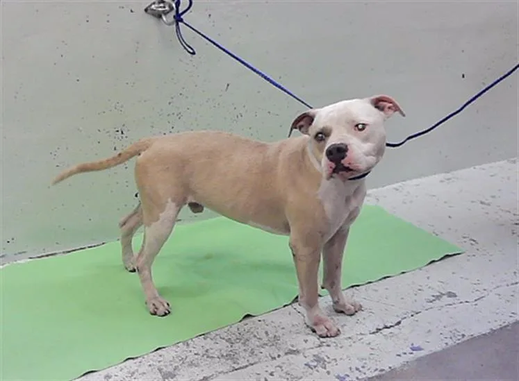 A young large-sized male Staffordshire Bull Terrier dog named Rex for adoption in Houston, TX