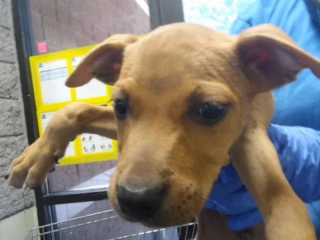 A baby small-sized male Pit Bull Terrier dog named Fern for adoption in Tulsa, OK