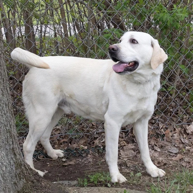 An adult large-sized male Yellow / Tan / Blond / Fawn Labrador Retriever dog named Brady for adoption in McKean, PA