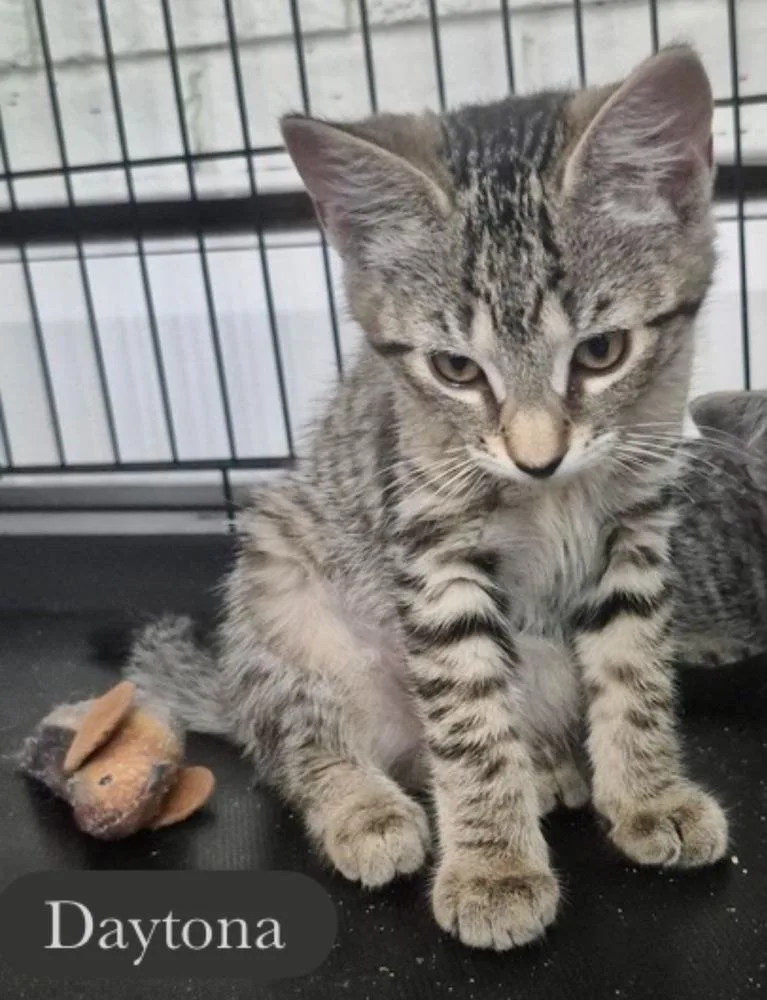 A baby small-sized female Brown / Chocolate Domestic Short Hair cat named Daytona for adoption in Chalfont, PA