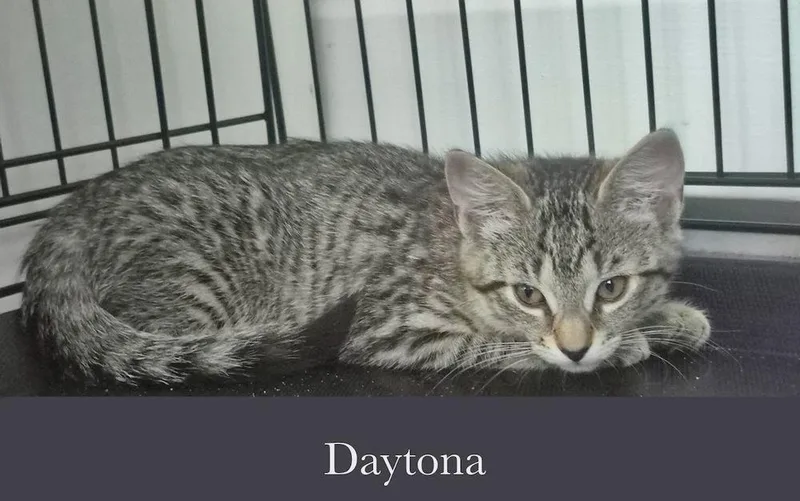 Daytona thumbnail 5