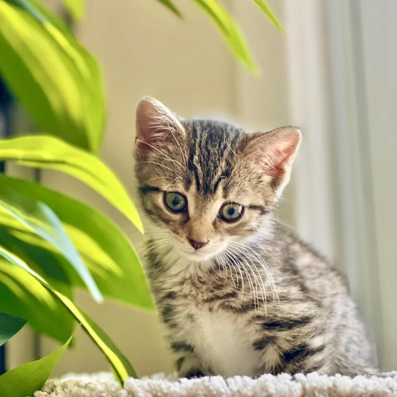A baby small-sized male Brown / Chocolate Domestic Short Hair cat named Gus for adoption in New York, NY