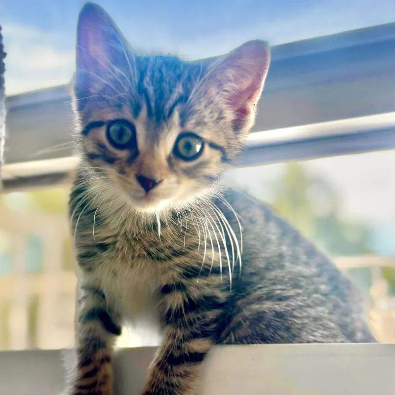 Gus thumbnail 2
