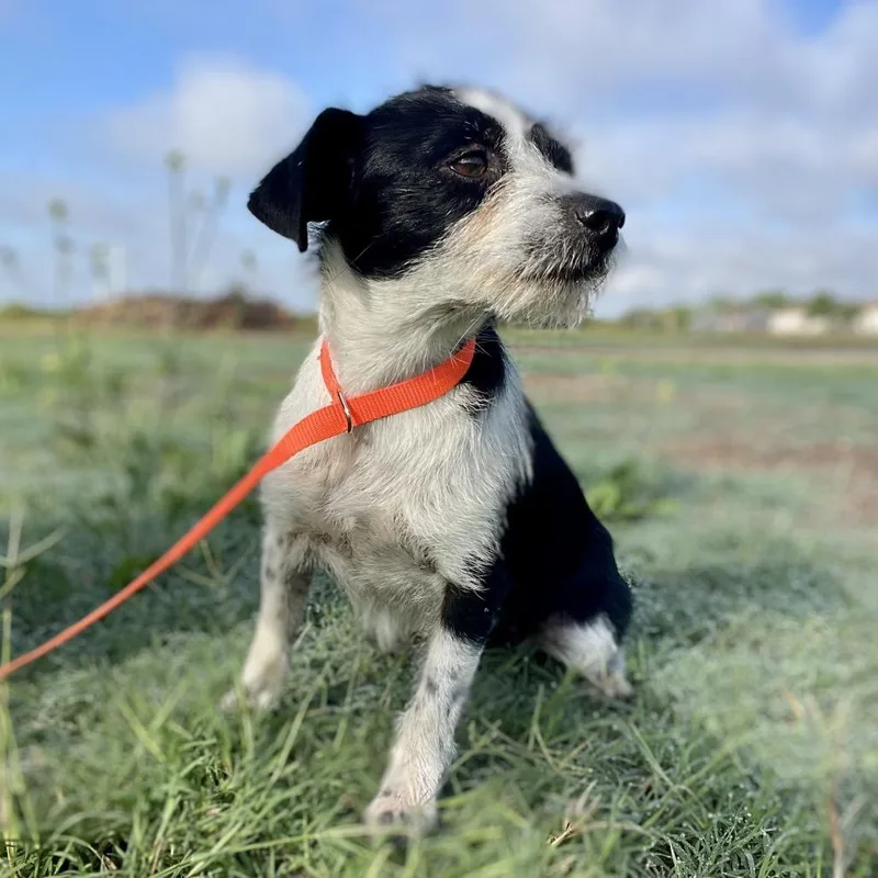 An adult small-sized female Black Terrier dog named Tootsie for adoption in Wimberley, TX