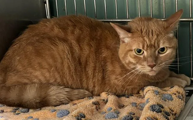 An adult medium-sized female Domestic Short Hair cat named Nola for adoption in Baldwin Park, CA