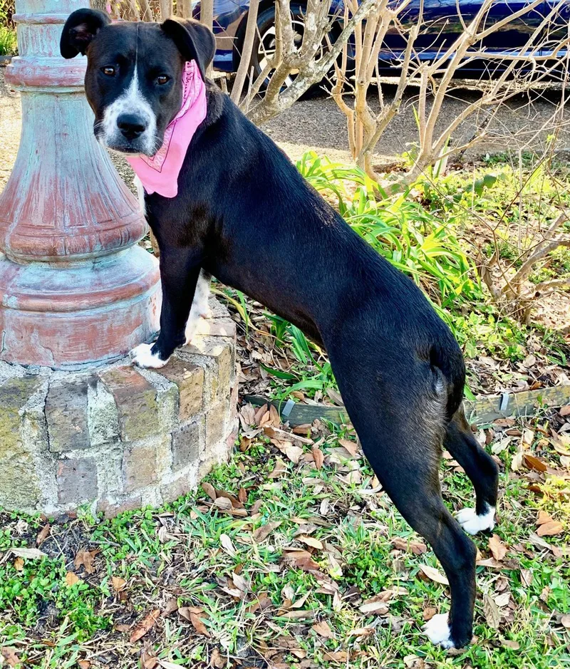An adult medium-sized female Black Pit Bull Terrier dog named Maisy  Sweet Girl for adoption in Cypress, TX
