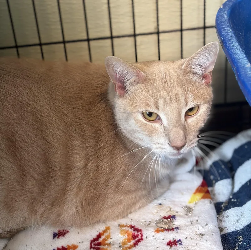 An adult large-sized male Tabby (Orange / Red) Domestic Short Hair cat named Lord Nugget for adoption in Brookings, SD