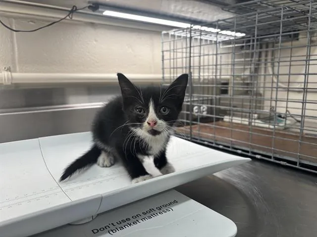 A baby small-sized female Domestic Short Hair cat named Sophia for adoption in Grand Prairie, TX