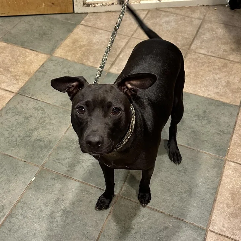 An adult medium-sized female Black Mixed Breed dog named NuNu for adoption in Chattanooga, TN