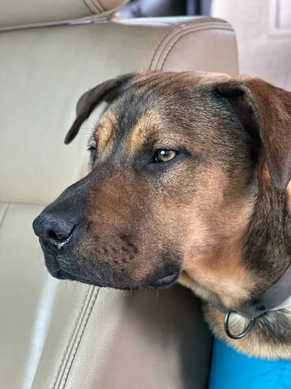 An adult large-sized male Brown / Chocolate Mastiff dog named Charlie for adoption in North Bend, WA
