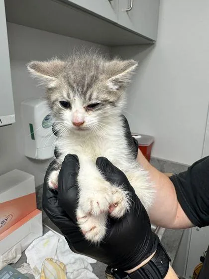 A baby small-sized male Domestic Short Hair cat named Bubbles for adoption in Sevierville, TN