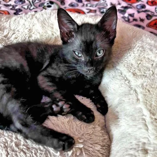 A baby medium-sized male Black Domestic Short Hair cat named Blaze for adoption in Rutherfordton, NC