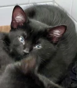 A baby medium-sized female Domestic Short Hair cat named Nova for adoption in Raleigh, NC