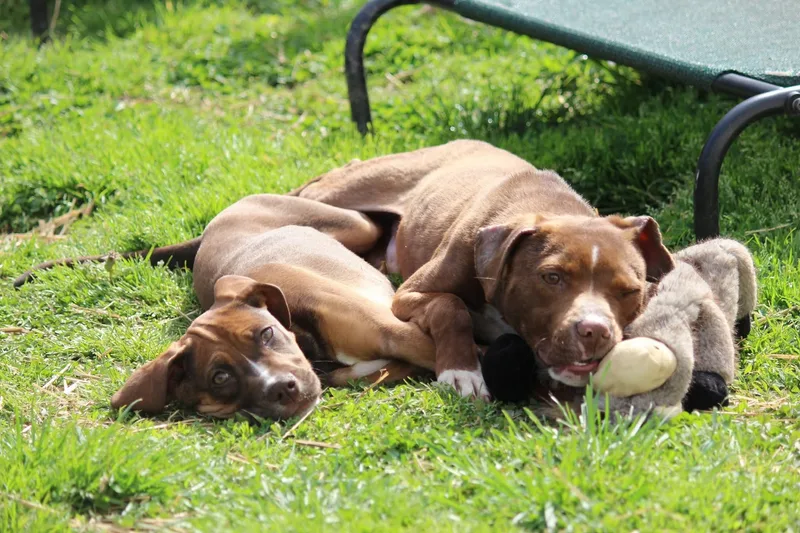 Amethyst thumbnail 3