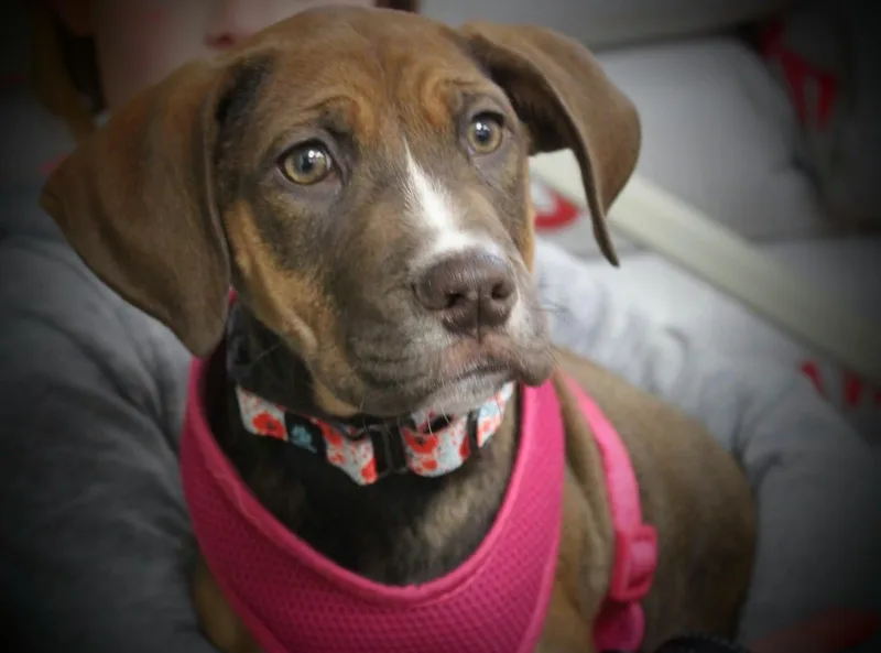 Amethyst thumbnail 4