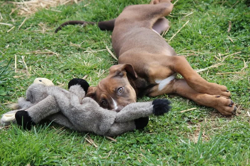 Amethyst thumbnail 5