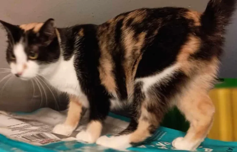 An adult medium-sized female Calico cat named Delores for adoption in Inez, KY
