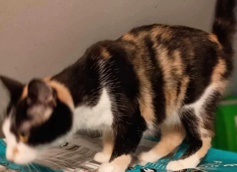 Delores thumbnail 3