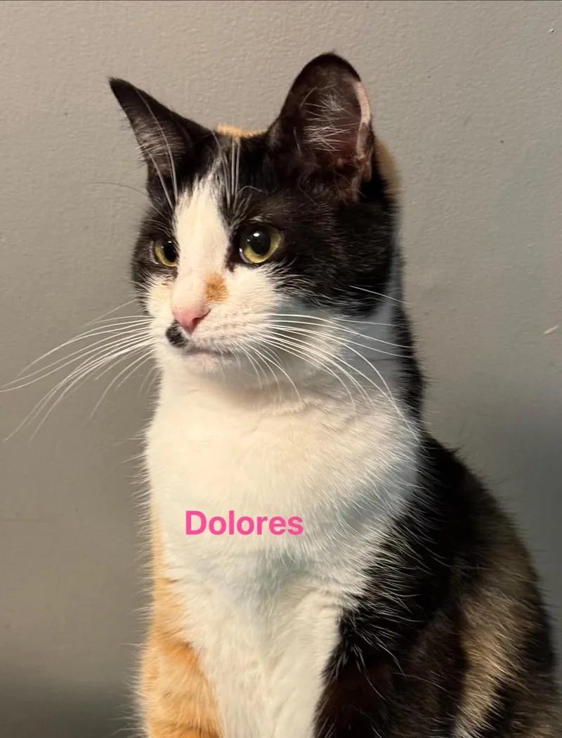 Delores thumbnail 4