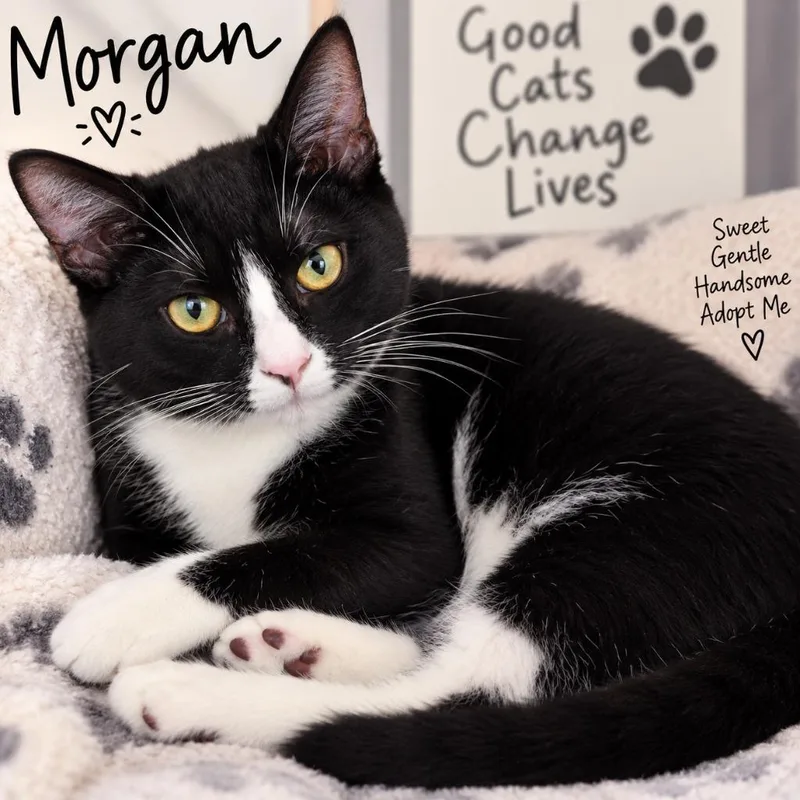A baby small-sized female Domestic Short Hair cat named Morgan for adoption in St. Augustine, FL