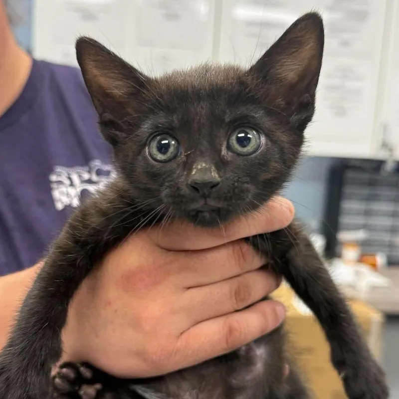 A baby small-sized male Black Domestic Short Hair cat named Cameron for adoption in Martinsville, VA