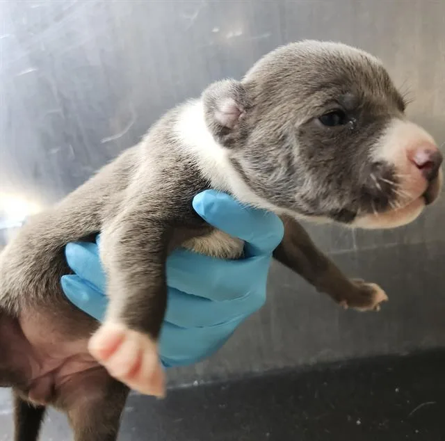 A baby small-sized female American Staffordshire Terrier dog named Olive for adoption in San Antonio, TX