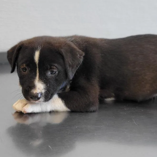 A baby small-sized female Black Mixed Breed dog named 108866 for adoption in Las Cruces, NM