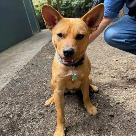 A young medium-sized male Cattle Dog dog named Chilli for adoption in Allyn, WA