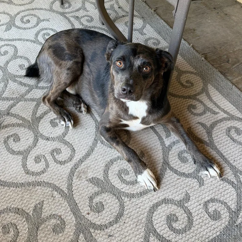 An adult medium-sized male Catahoula Leopard Dog dog named Roscoe for adoption in Livingston, TX