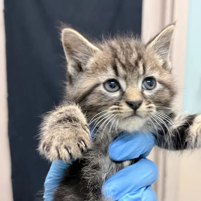A baby small-sized male Domestic Medium Hair cat named Liam for adoption in Tacoma, WA