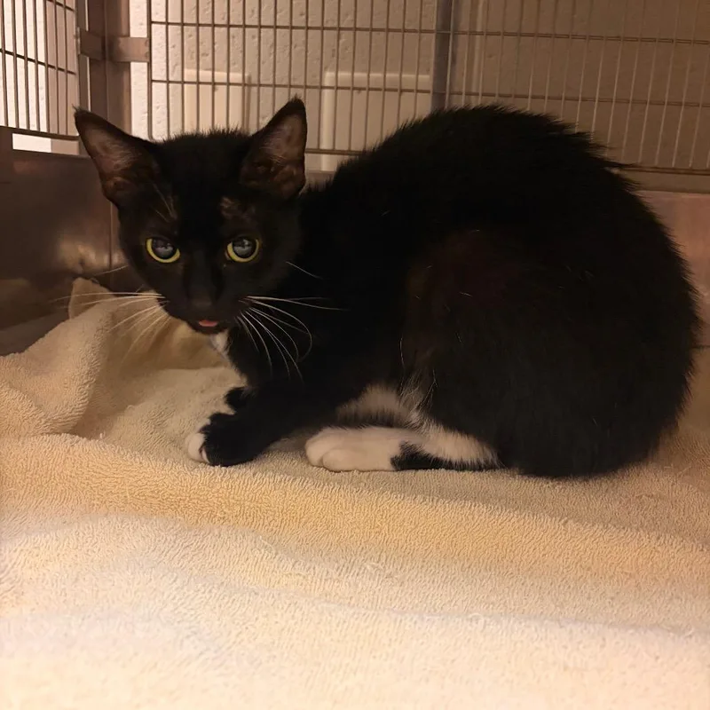 An adult medium-sized female Black Domestic Short Hair cat named Hekla for adoption in Bristol, IN