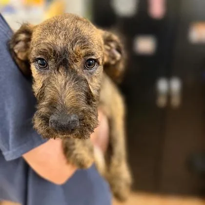 A baby medium-sized female Standard Poodle dog named Martha for adoption in Worcester, MA