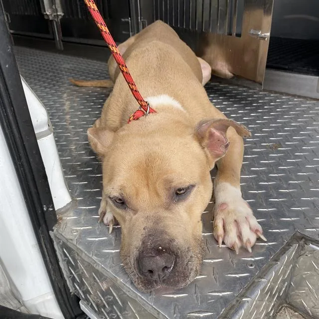 An adult medium-sized male American Staffordshire Terrier dog named Homer for adoption in Fort Myers, FL