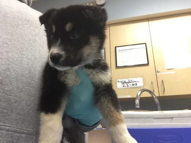 A young small-sized female Siberian Husky dog named Nova for adoption in Riverside, CA