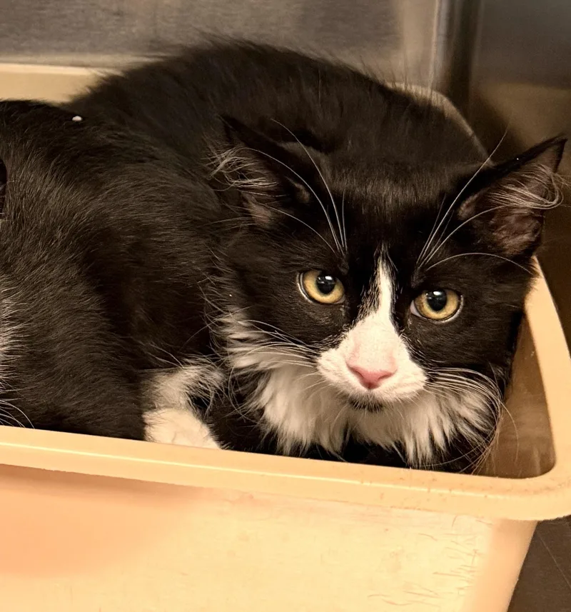 A baby medium-sized female Black & White / Tuxedo Domestic Long Hair cat named Sprinkles for adoption in Wantagh, NY