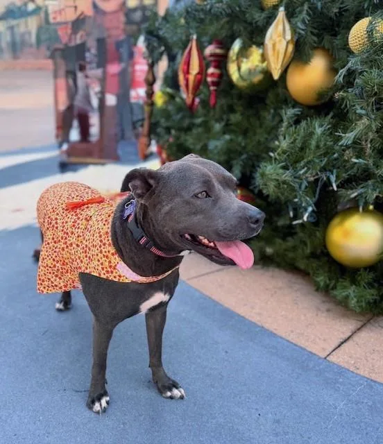 Snow White thumbnail 3