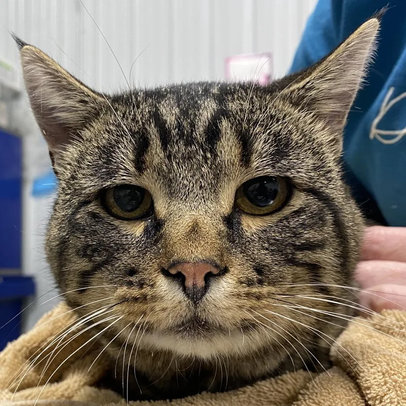 An adult large-sized male Brown / Chocolate Extra-Toes Cat / Hemingway Polydactyl cat named Bobo for adoption in Sheridan, WY