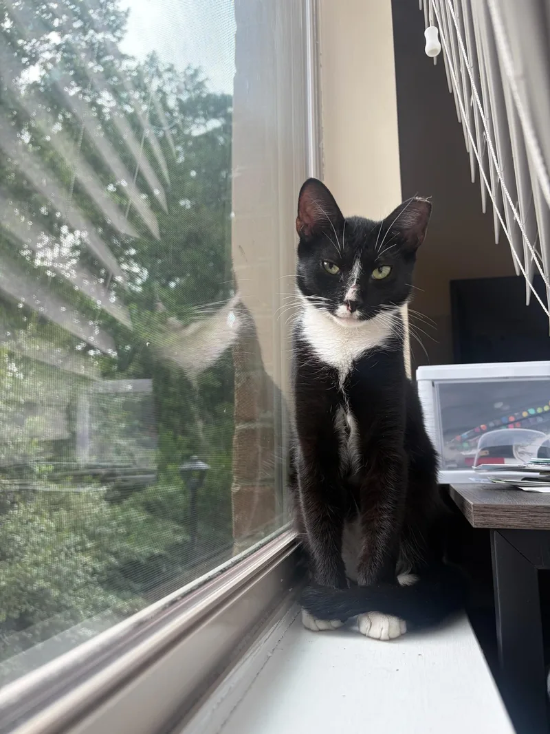 A young medium-sized female Black & White / Tuxedo Tuxedo cat named Buster Bleuth for adoption in Columbia, SC