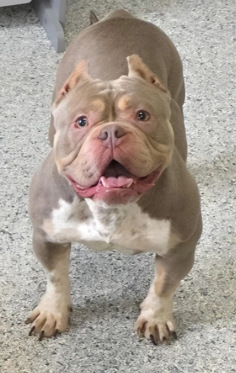 A young medium-sized female Gray / Blue / Silver Pit Bull Terrier dog named Luna for adoption in Momence, IL