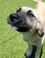 A young large-sized male Golden Anatolian Shepherd dog named Bart and his sister for adoption in Commerce, TX