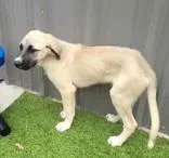 Bart and his sister thumbnail 5