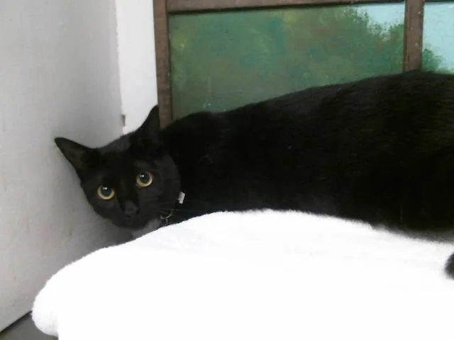 A young medium-sized male Domestic Short Hair cat named Cornelio for adoption in Houston, TX