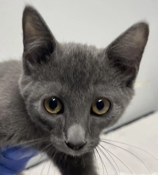 A baby small-sized female Domestic Short Hair cat named Mickey for adoption in Escondido, CA