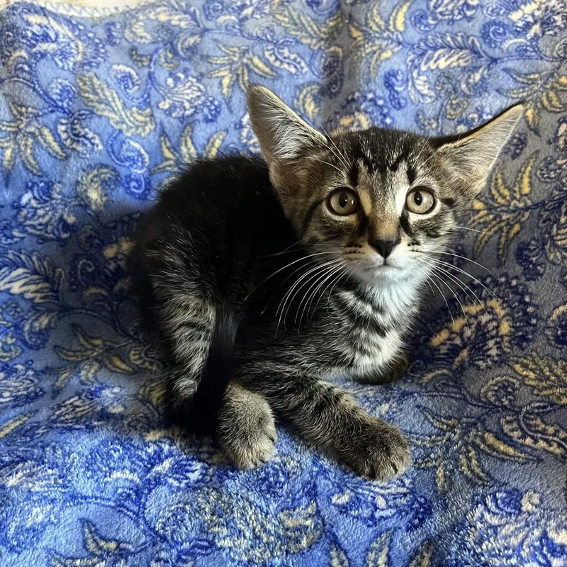 A baby small-sized male Brown / Chocolate Domestic Short Hair cat named Freddy for adoption in Waldorf, MD