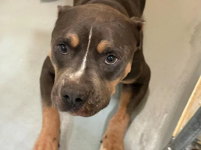 An adult large-sized male Pit Bull Terrier dog named Porter for adoption in Tulsa, OK